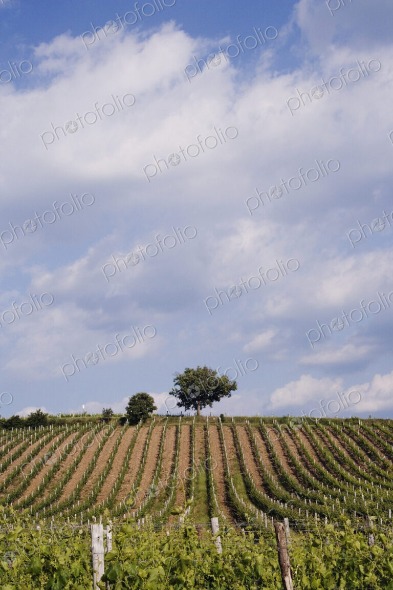 Vineyard and Lone Tree