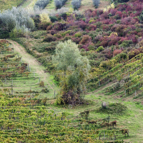 Vineyard and Olive Grove Vineyard and Olive Grove