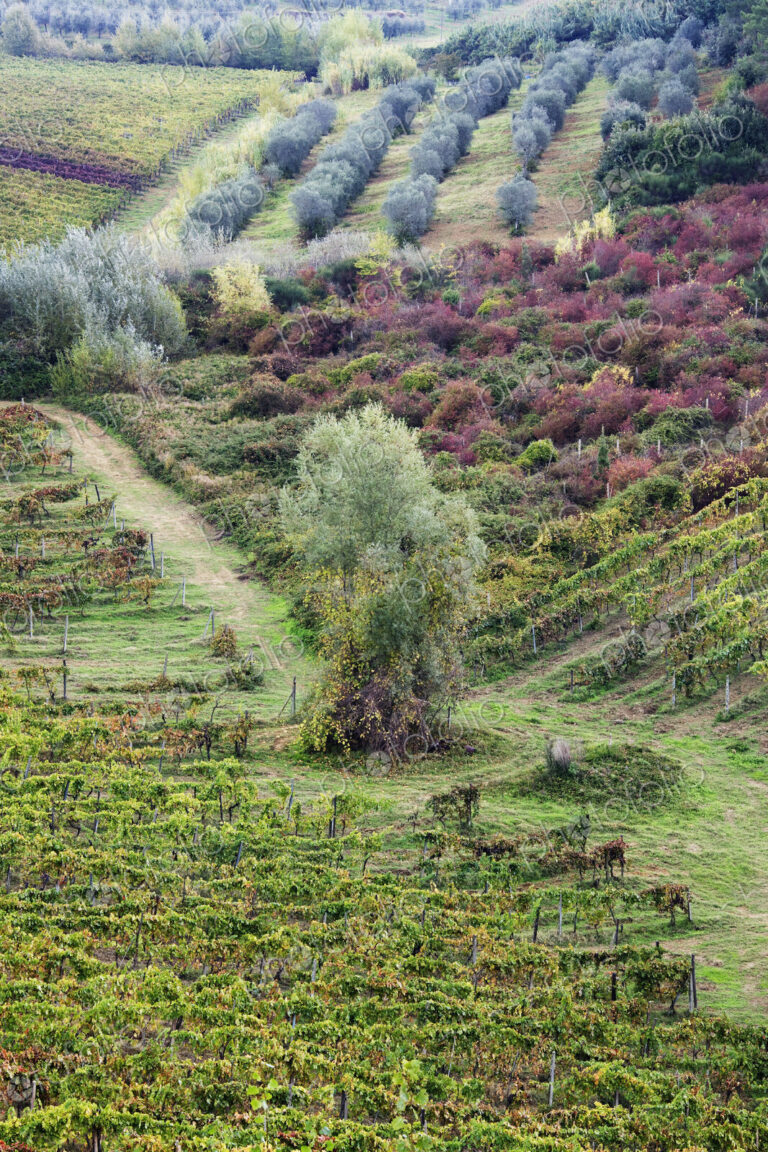 Vineyard and Olive Grove