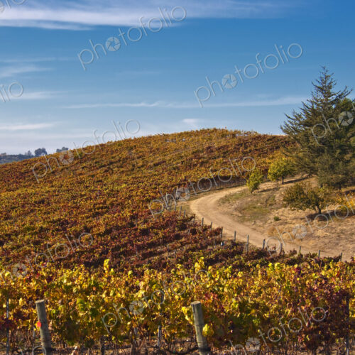 Vineyard in Autumn Vineyard in Autumn