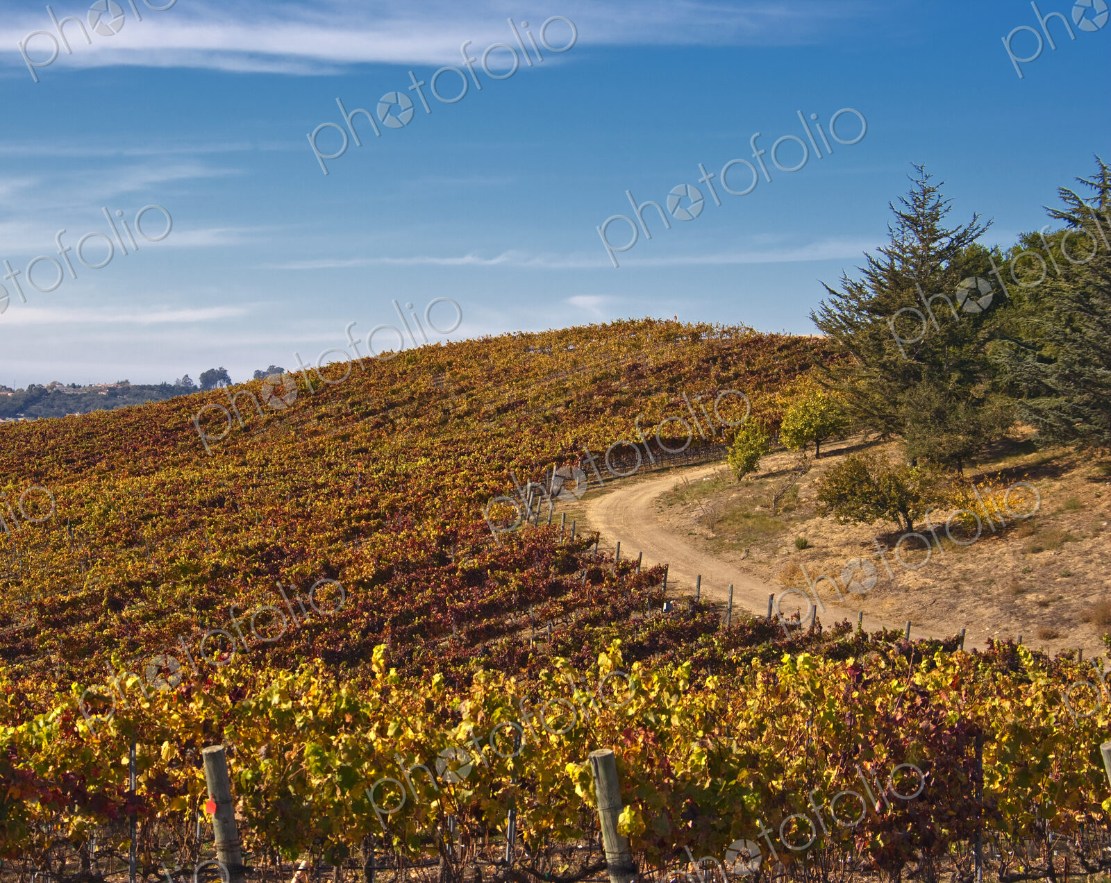 Vineyard in Autumn