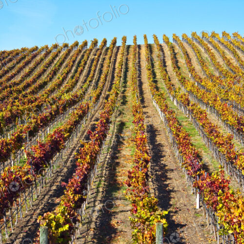 Vineyard in Autumn Vineyard in Autumn