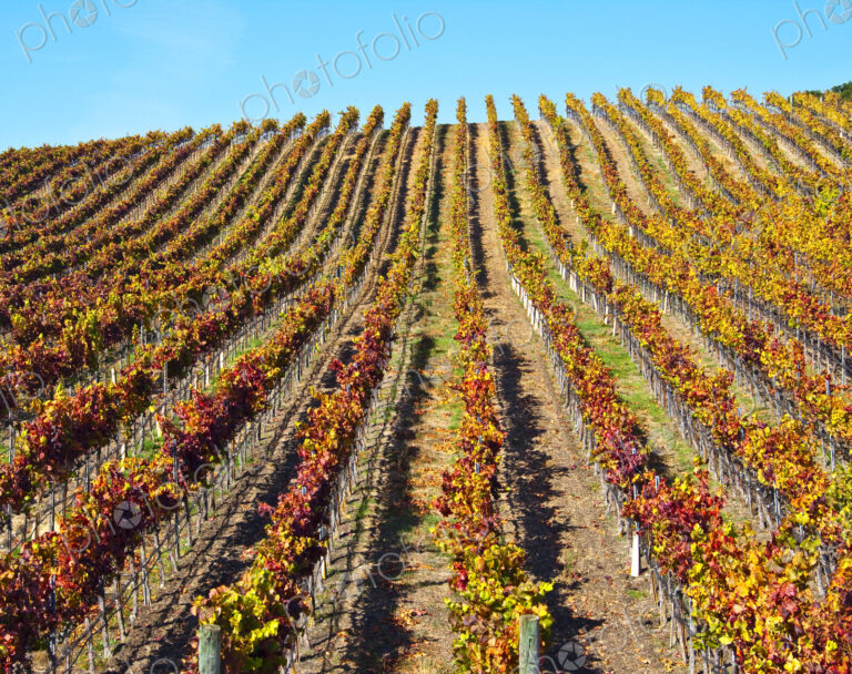Vineyard in Autumn