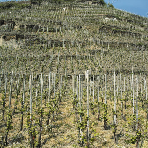 Vineyard in Germany, Europe Vineyard in Germany, Europe