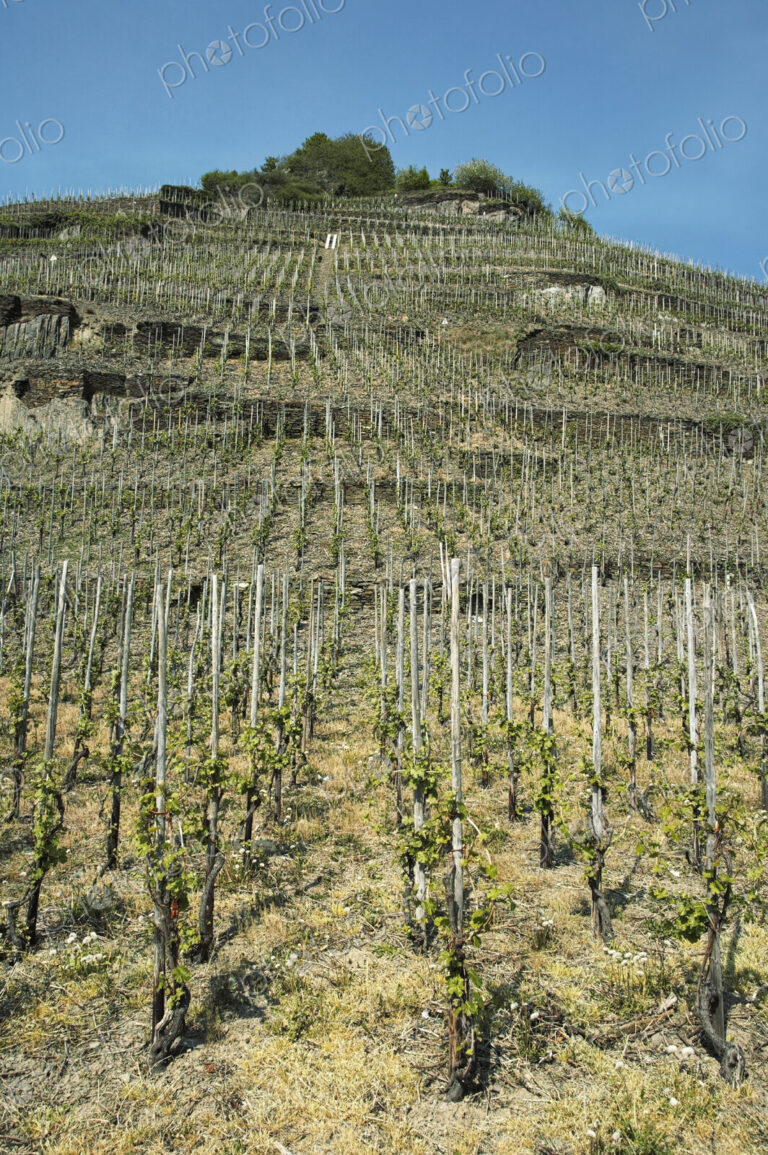 Vineyard in Germany, Europe