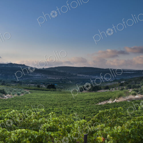 Vineyard in the Galilee