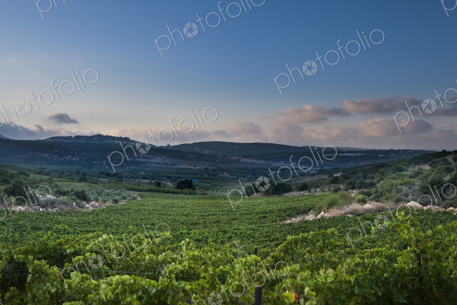 Vineyard in the Galilee