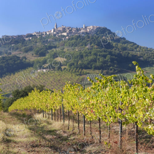 Vineyard with Todi Town in the background Vineyard with Todi Town in the background