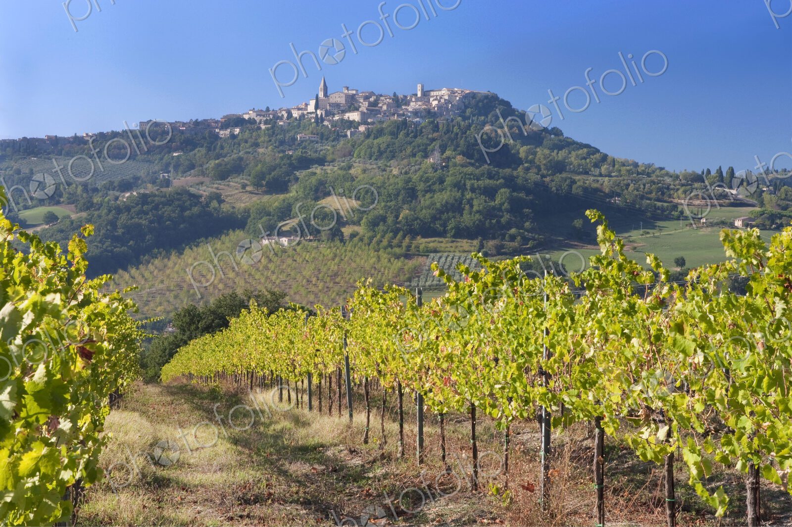 Vineyard with Todi Town in the background