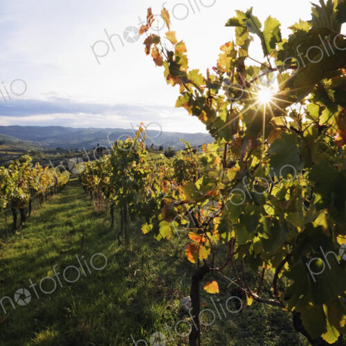 Vineyards Vineyards