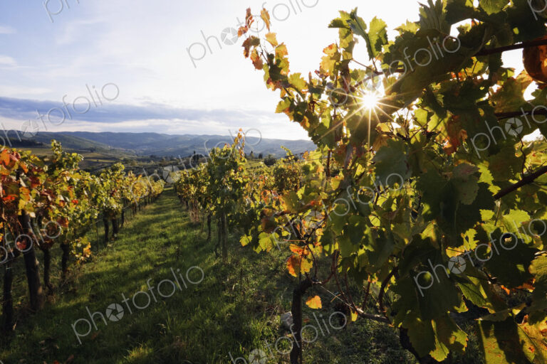 Vineyards