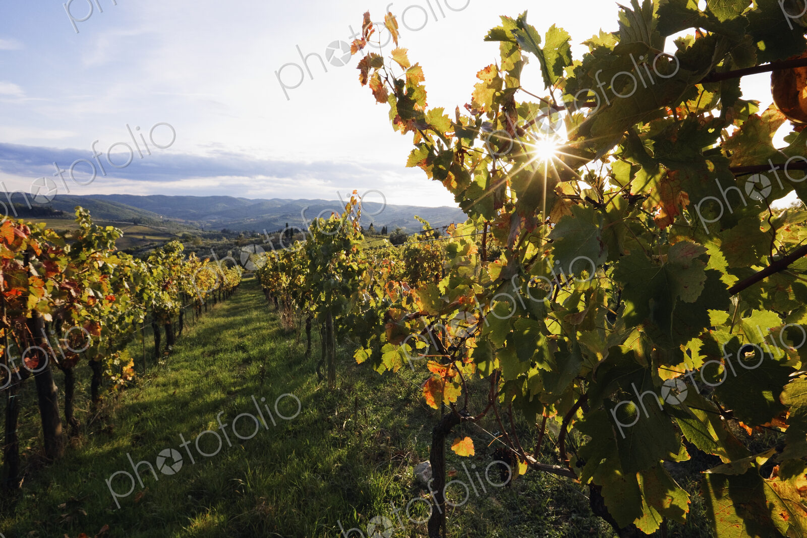 Vineyards