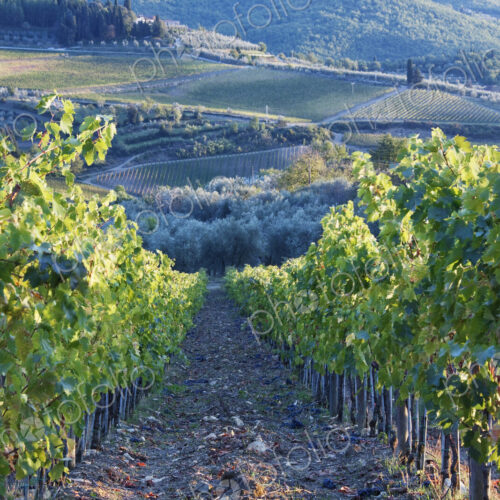 Vineyards Vineyards