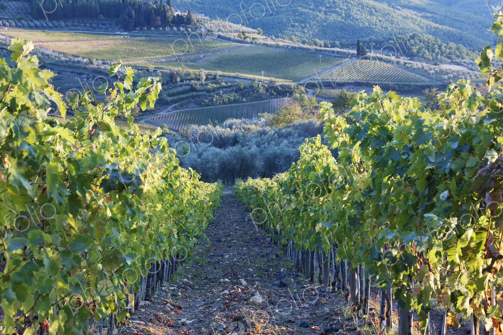 Vineyards