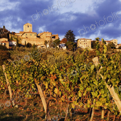 Vineyards Vineyards