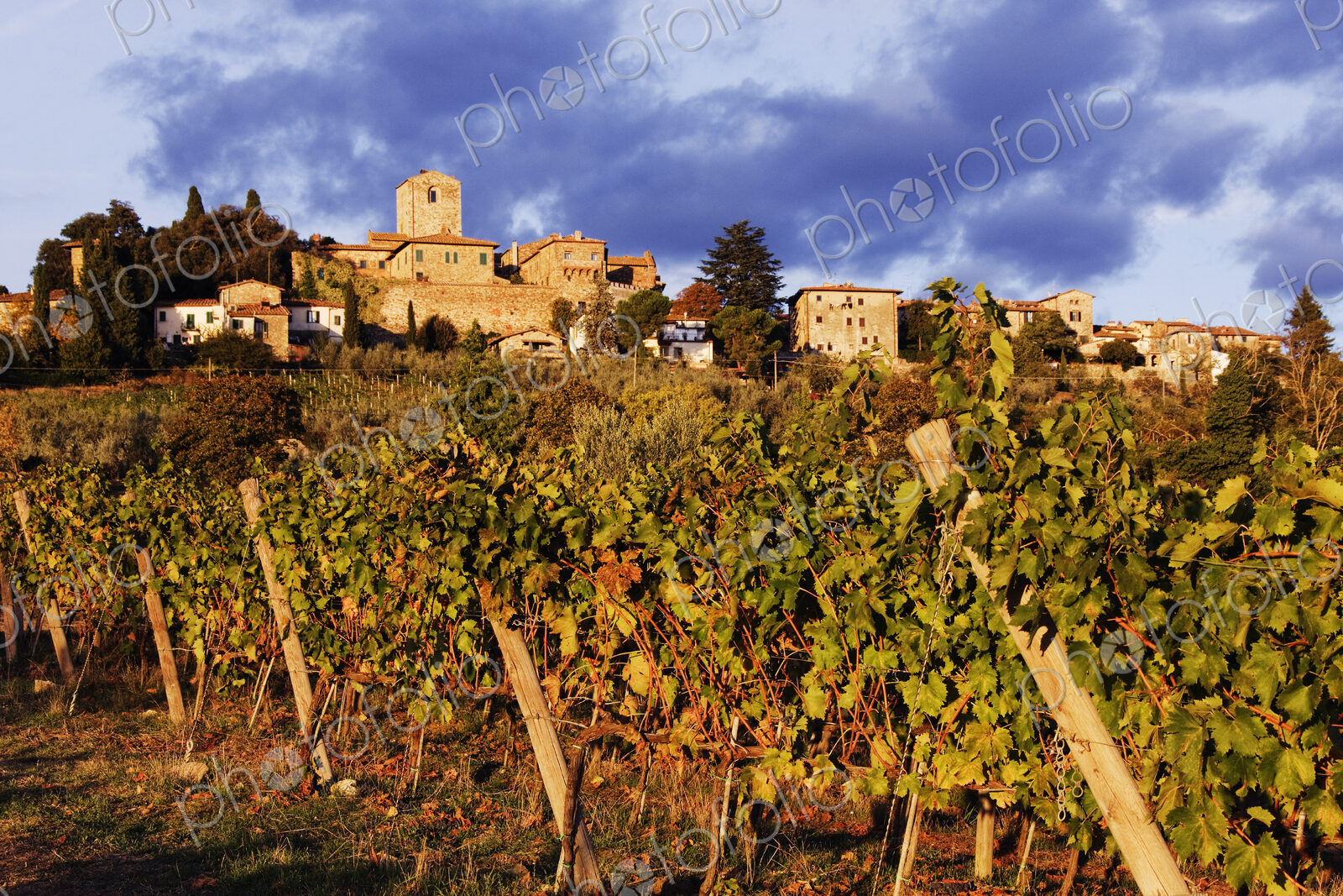 Vineyards
