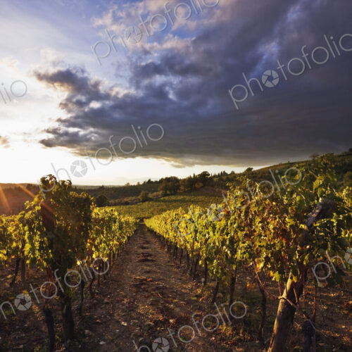 Vineyards Vineyards