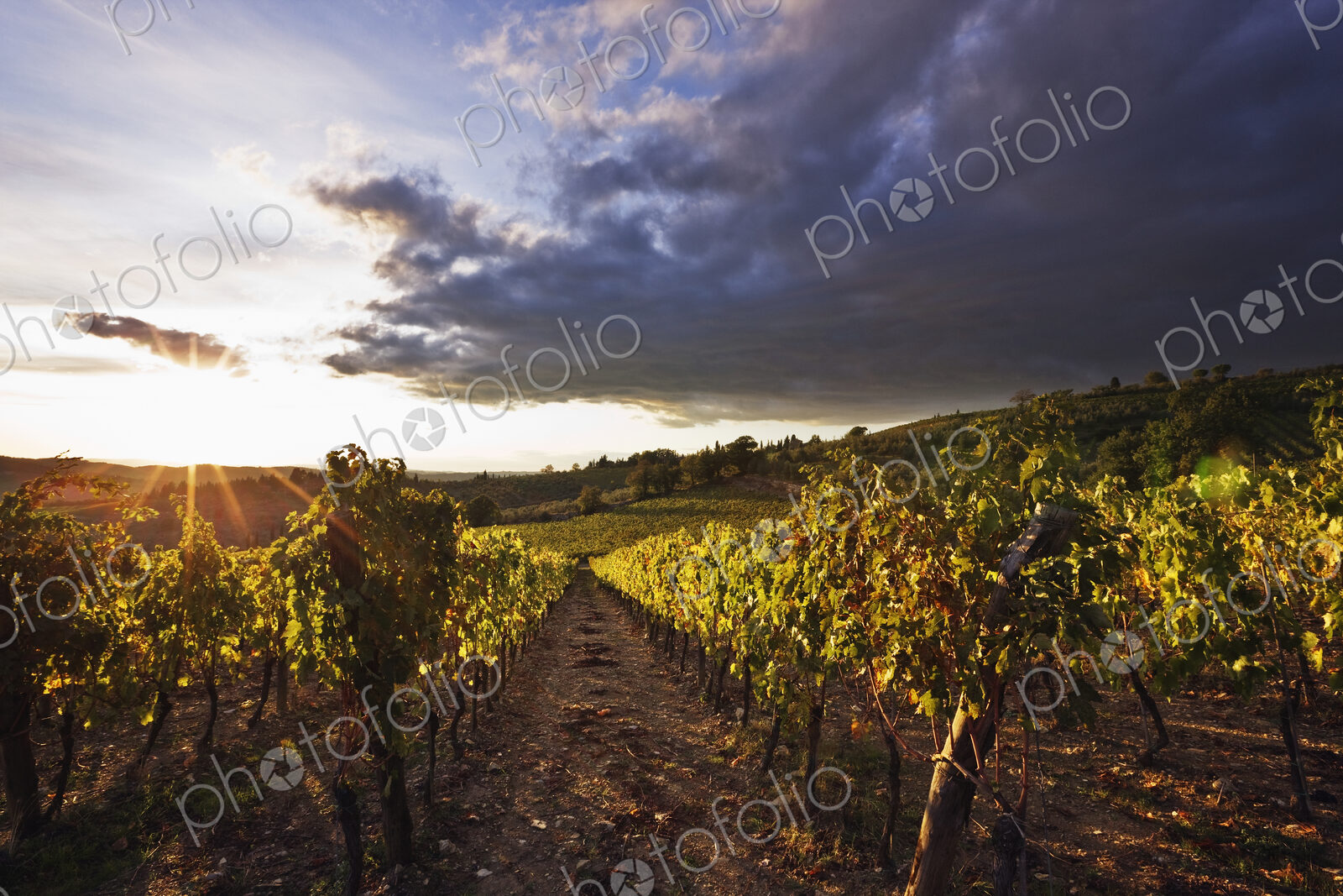 Vineyards
