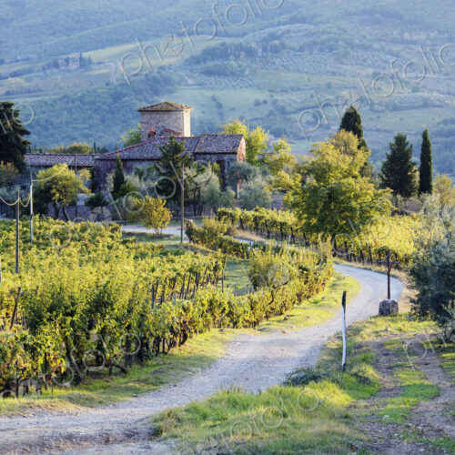 Vineyards and Farmhouse