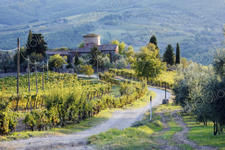 Vineyards and Farmhouse