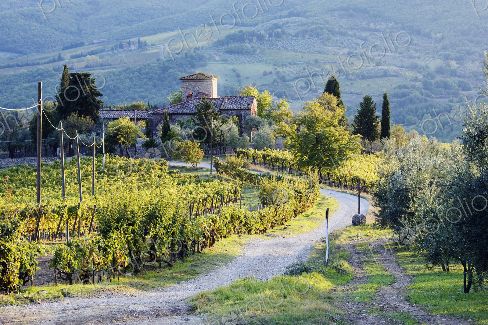 Vineyards and Farmhouse