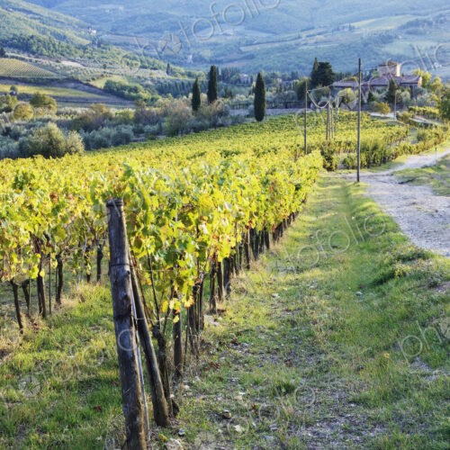 Vineyards and Farmhouse