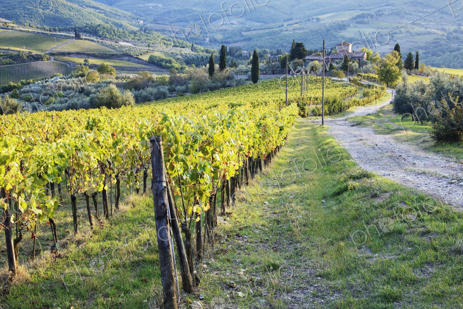 Vineyards and Farmhouse