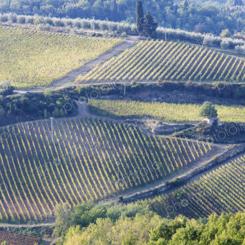 Vineyards and Olive Groves