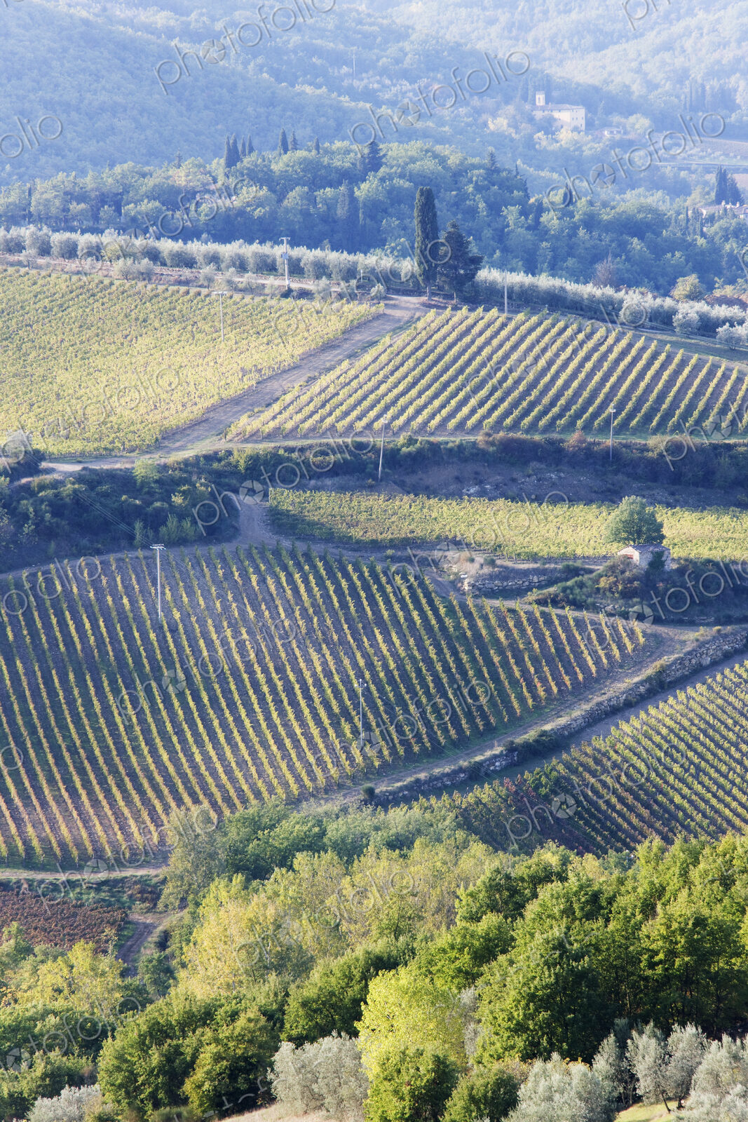 Vineyards and Olive Groves