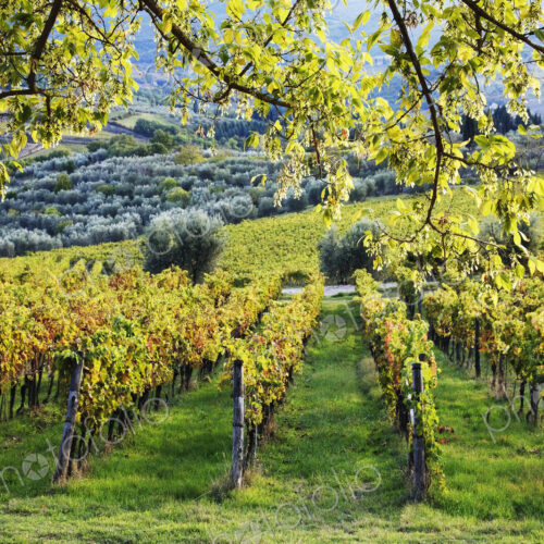 Vineyards and Olive Groves