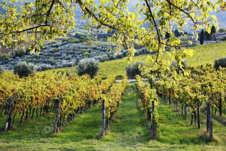 Vineyards and Olive Groves