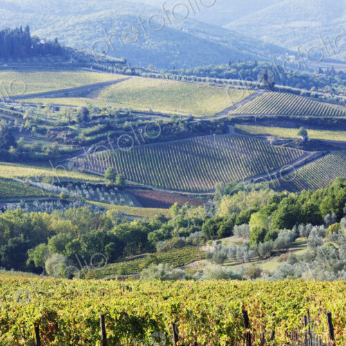 Vineyards and Olive Groves