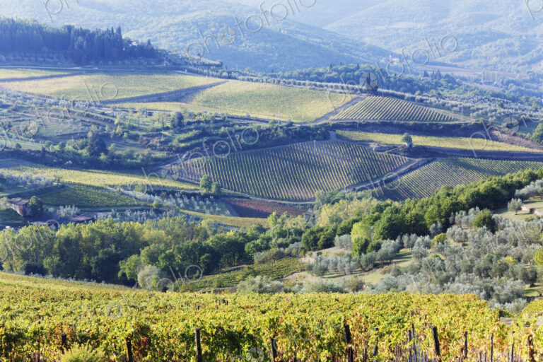 Vineyards and Olive Groves
