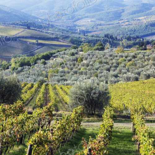 Vineyards and Olive Groves