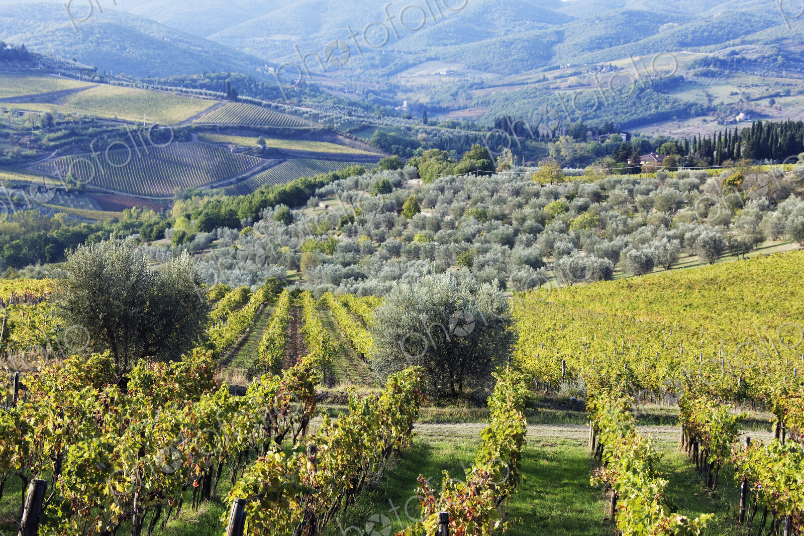 Vineyards and Olive Groves