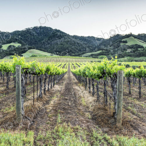 Vineyards in rural Sonoma.