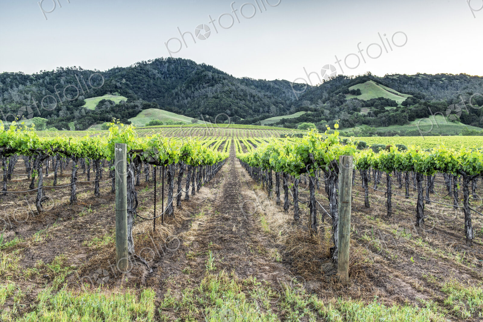 Vineyards in rural Sonoma.