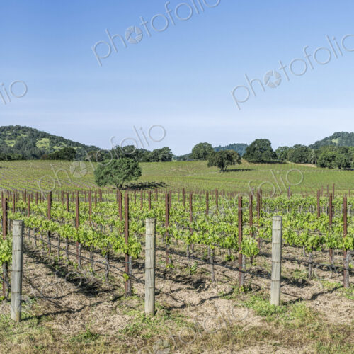 Vineyards in rural Sonoma.