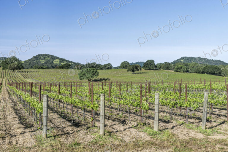 Vineyards in rural Sonoma.