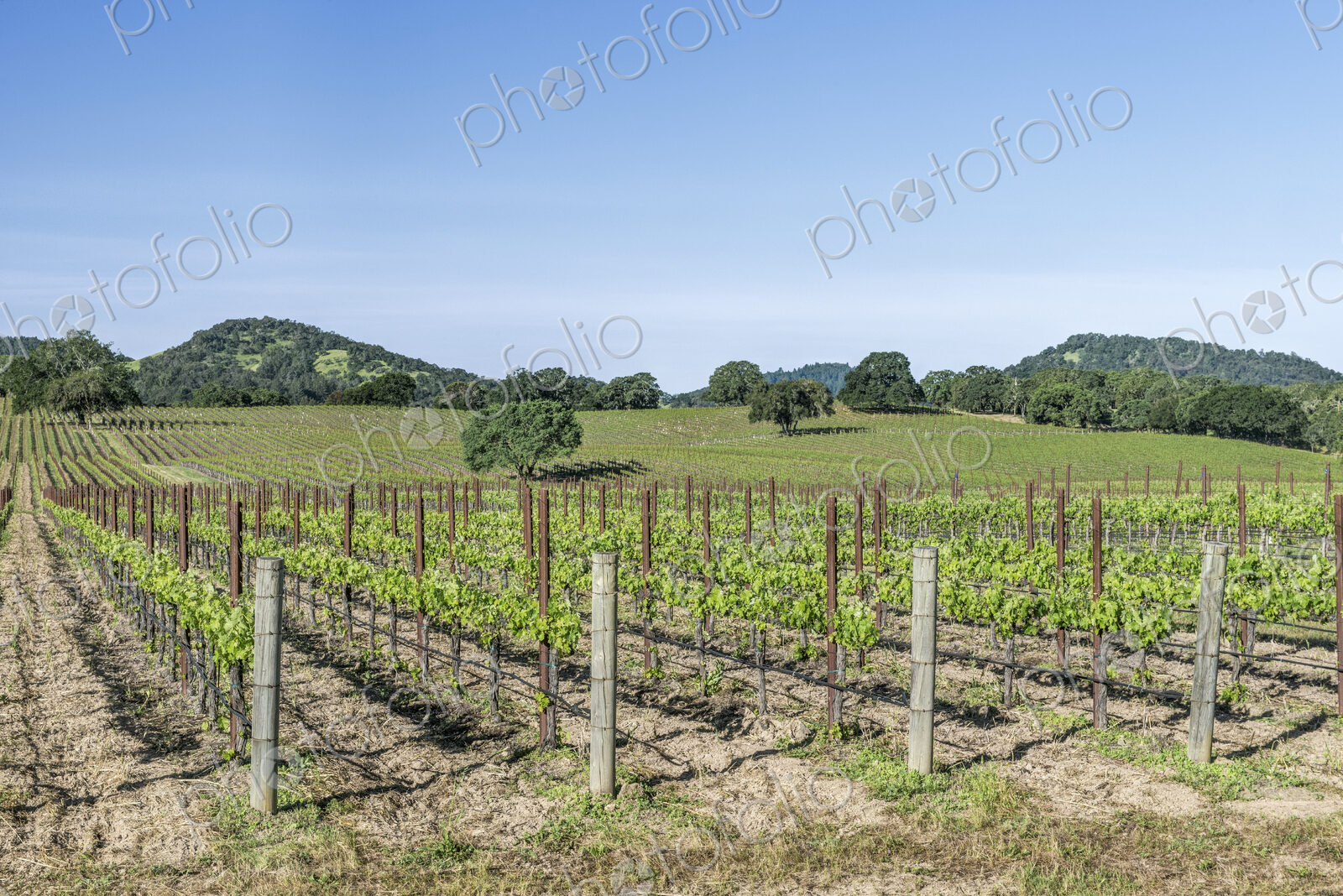 Vineyards in rural Sonoma.
