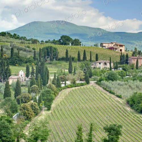 Vineyards on a Hillside Vineyards on a Hillside
