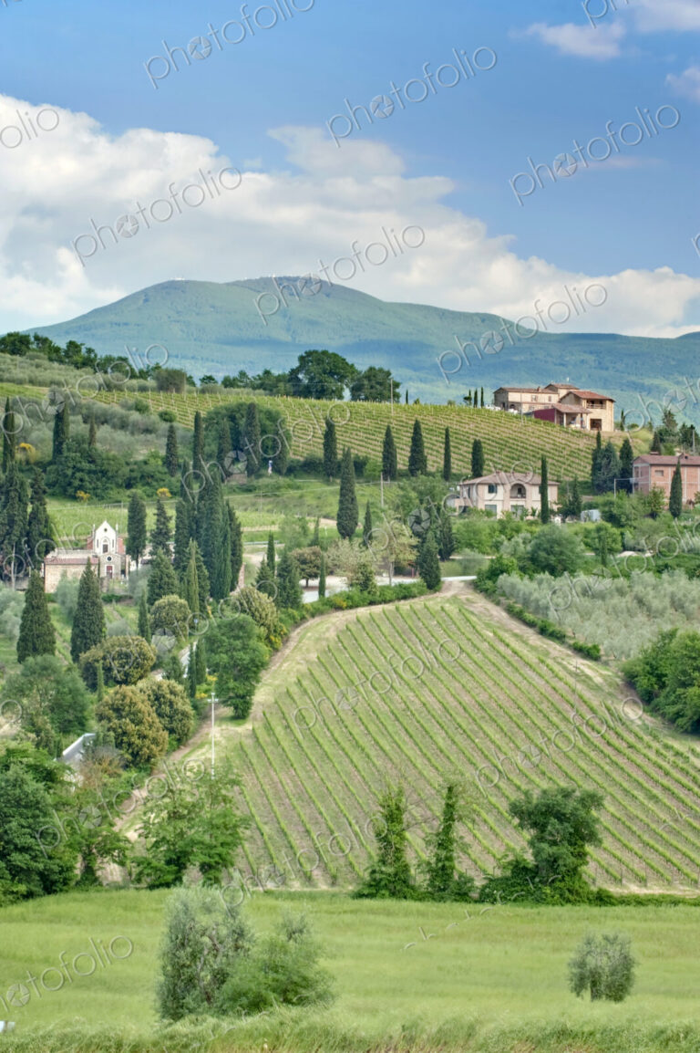 Vineyards on a Hillside