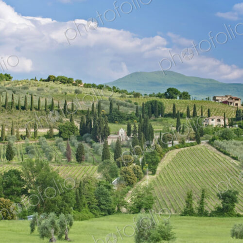 Vineyards on a Hillside Vineyards on a Hillside