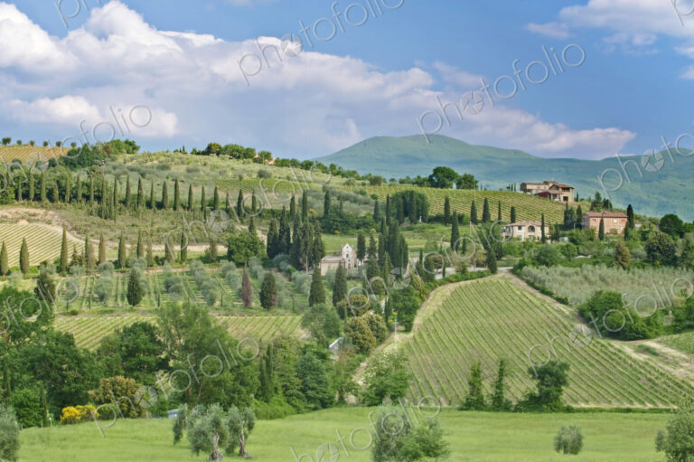 Vineyards on a Hillside