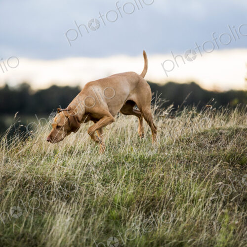 Vizla dog walking on a meadow, sniffing ground. Vizla dog walking on a meadow, sniffing ground.