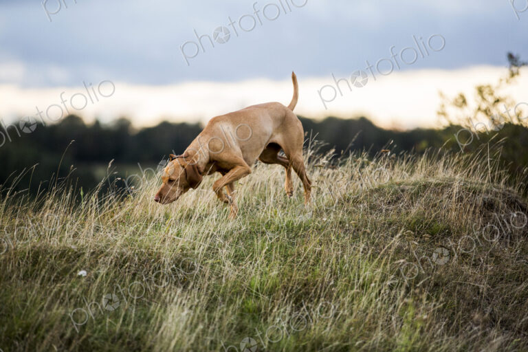 Vizla dog walking on a meadow, sniffing ground.