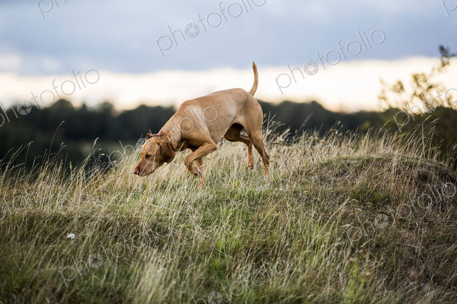 Vizla dog walking on a meadow, sniffing ground.