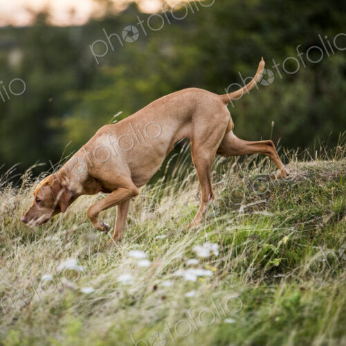 Vizla dog walking on a meadow, sniffing ground. Vizla dog walking on a meadow, sniffing ground.