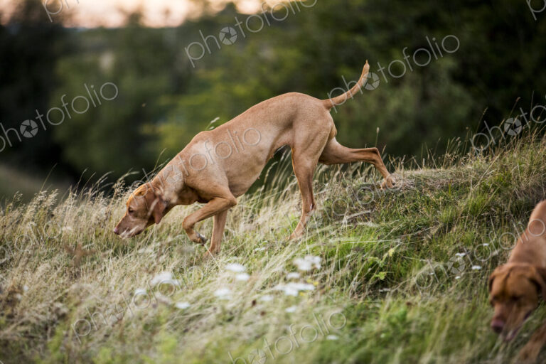 Vizla dog walking on a meadow, sniffing ground.