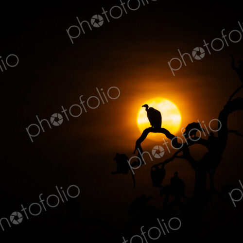 Vulture, Accipitridae, silhouetted against an orange moonrise sky. Vulture, Accipitridae, silhouetted against an orange moonrise sky.